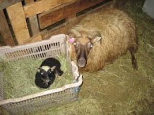 ATH. S&Yacute;NISHORN. MYNDIN TENGIST EKKI &THORN;ESSARI J&Ouml;R&ETH;.

H&eacute;r getur &thorn;&uacute; sett inn myndir af &thorn;v&iacute; sem &thorn;&uacute; vilt. 
t.d myndir af fj&ouml;lskyldunni, h&uacute;sakosti &aacute; &thorn;inni j&ouml;r&eth;, lanslaginu e&eth;a v&eacute;lunum sem nota&eth;ar eru &aacute; b&uacute;inu.